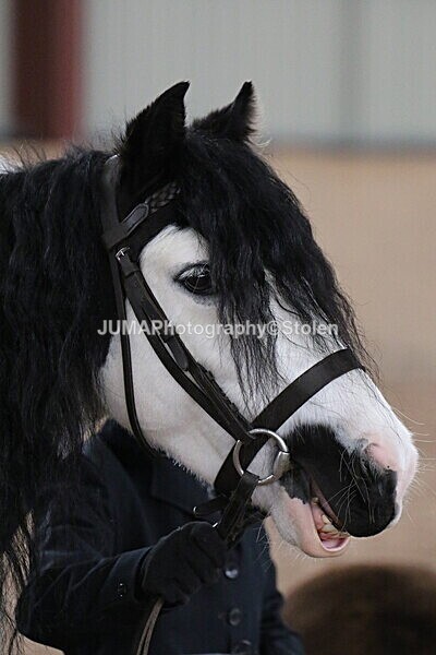 SIAL5428 - Neighfield Pony Show April 2025