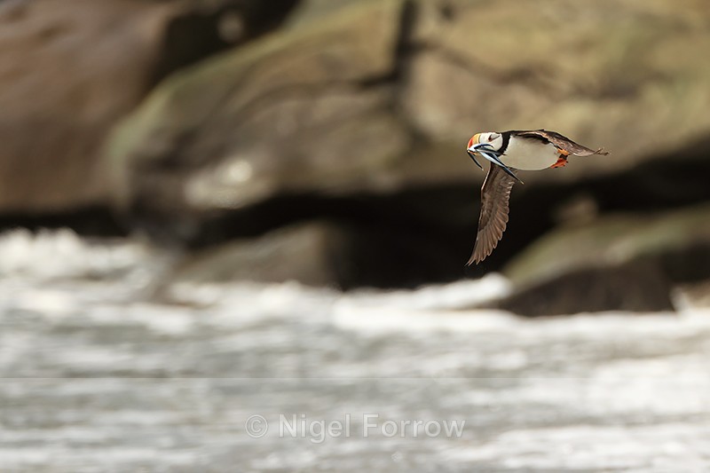 Horned Puffin flying, rocks and sea background, Duck Island, Alaska - Horned Puffin