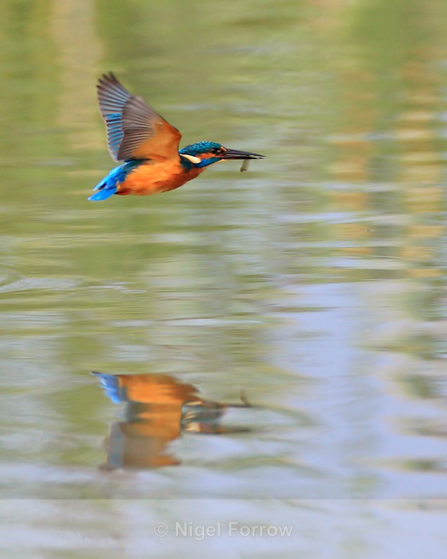 Reflection of low-flying Kingfisher with fish at Otmoor - Kingfisher