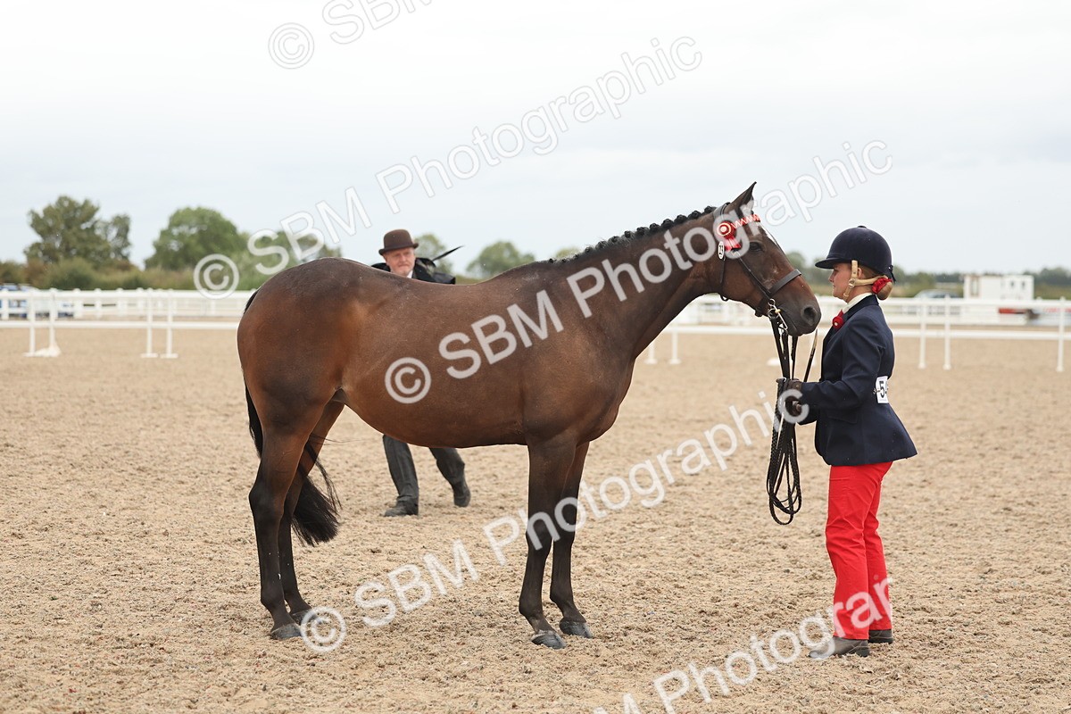SBM_19343 - Class 317 - IH Pure Bred Horse-Pony