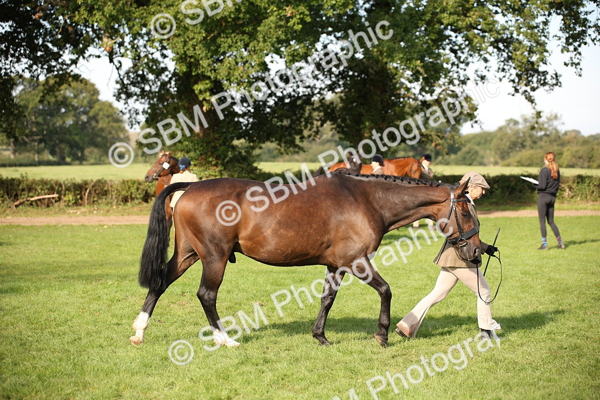 SBM_60088 - S53 - Hunter In Hand