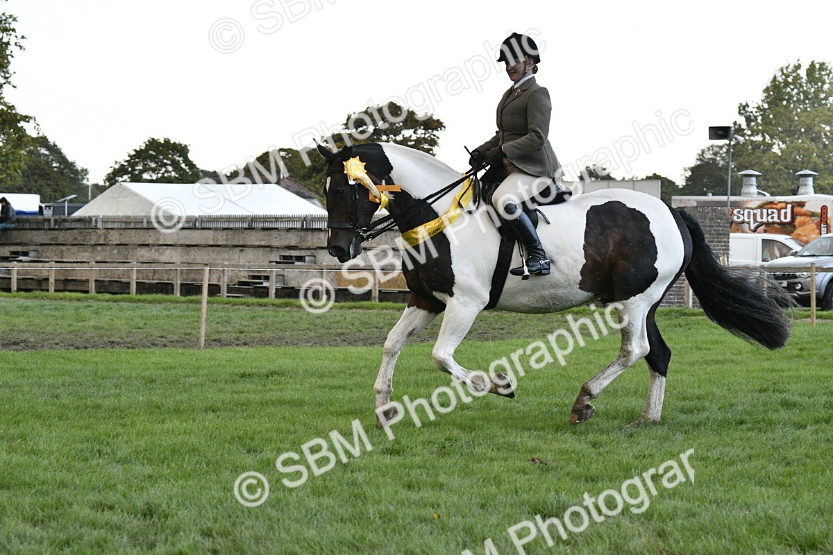 SBM_53322 - S14 - Riding Club Horse