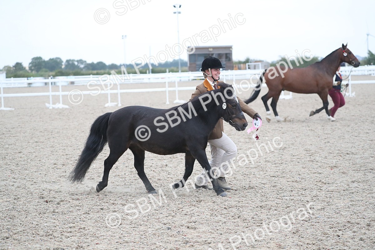 SBM_18437 - Class 318 IH Part bred Horse/Pony
