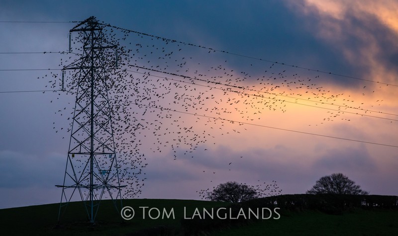 Starlings - Starlings and Murmurations