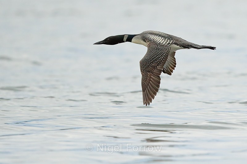 Common Loon in flight low over water, Minnesota, USA - Great Northern Diver