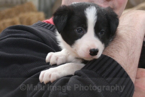 2 Five weeks old - SASHA
