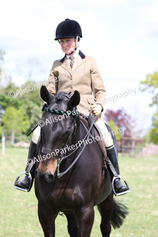20250427-4105 - Class 34 - Best Riding Horse Over 14.2hh
