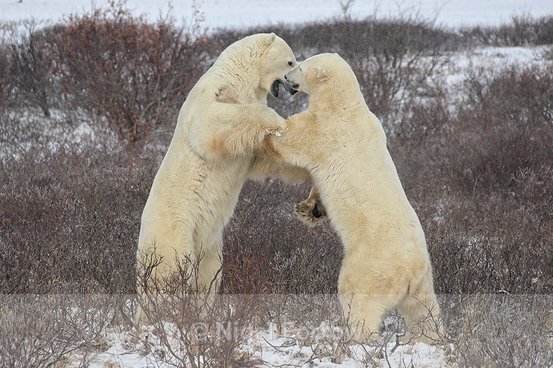 Polar Bears upright sparring, Churchill, Canada - Polar Bear