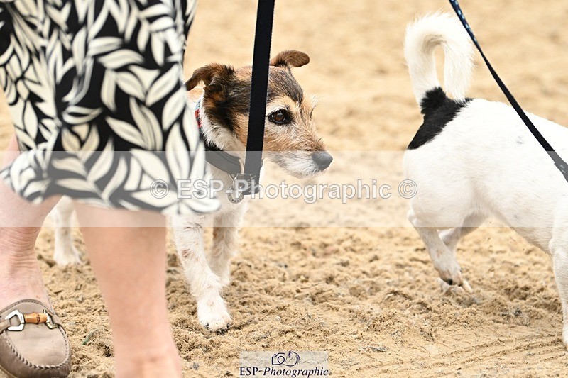 240811-102716-05016 - Dog Photos