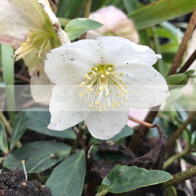 09 Christmas Rose Hellebore - WINTER 2020 /21