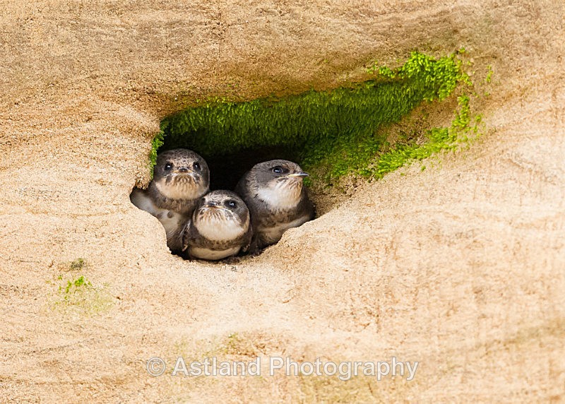 Astland Photography, Bird and Wildlife Images, Susan and Peter Wilson, U.K.