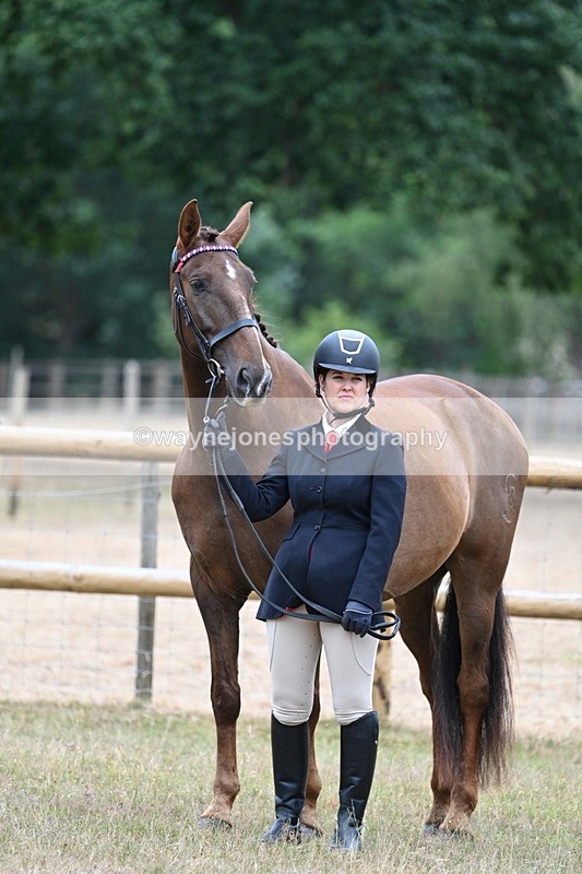 WJ7_9837 - Class 5a Most Handsome Gelding (above 14.2hh)
