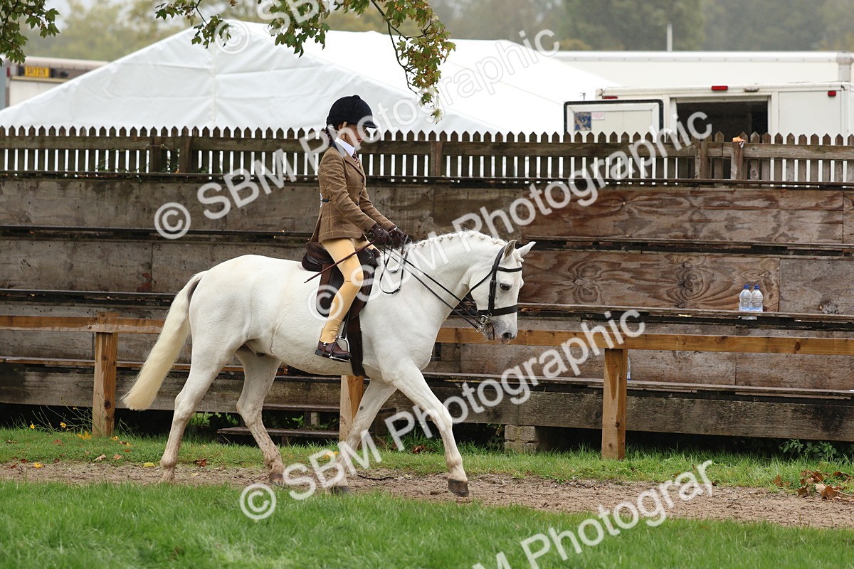 SBM_72994 - S63 Show Pony & Show Hunter Pony Ridden