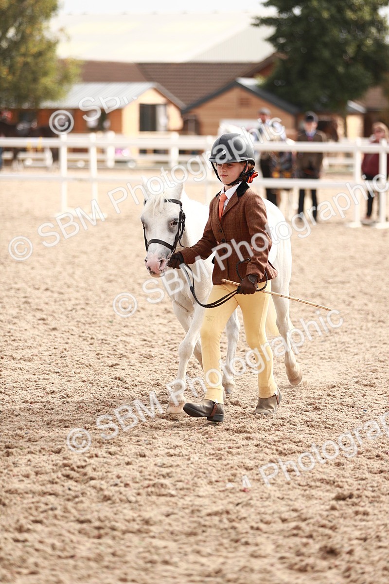 SBM_11827 - Class 206 IH Non Show Type Pony