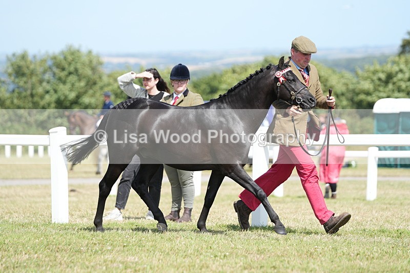 DSC07340 - Class 69: NPS Show Pony 4 years and over