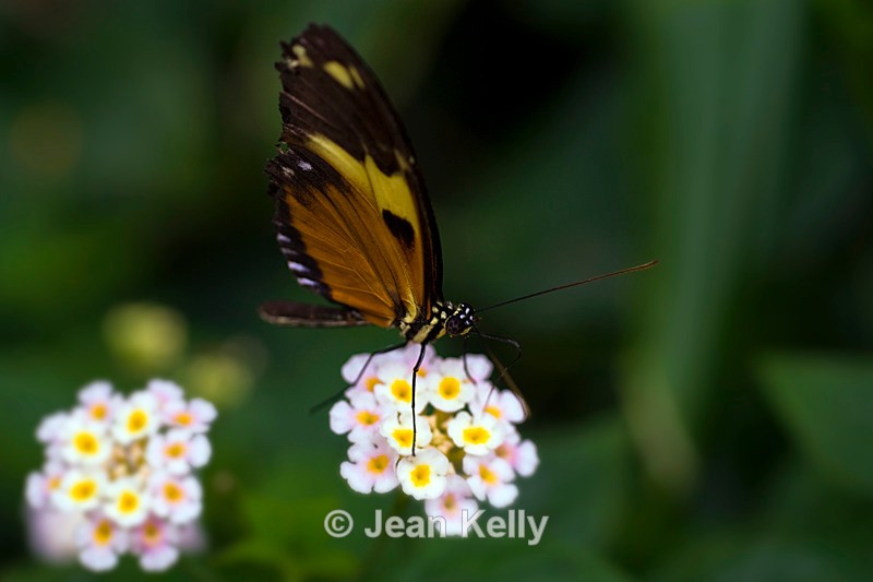 Tiger Longwing Butterfly - 0219 - Insects