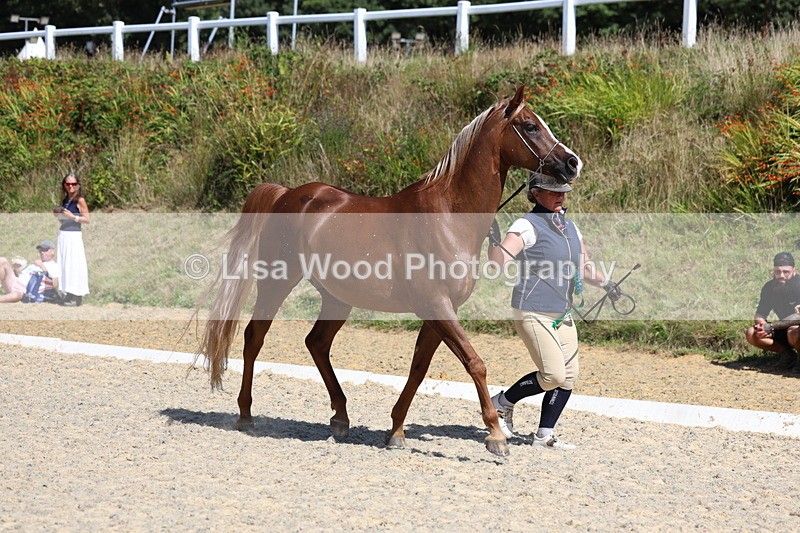 3E7A9867 - In Hand Championship