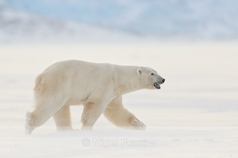 Male Polar Bear side, Svalbard, Norway - Polar Bear