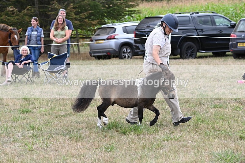 WJ6_5689 - Class 18 In-hand Coloured