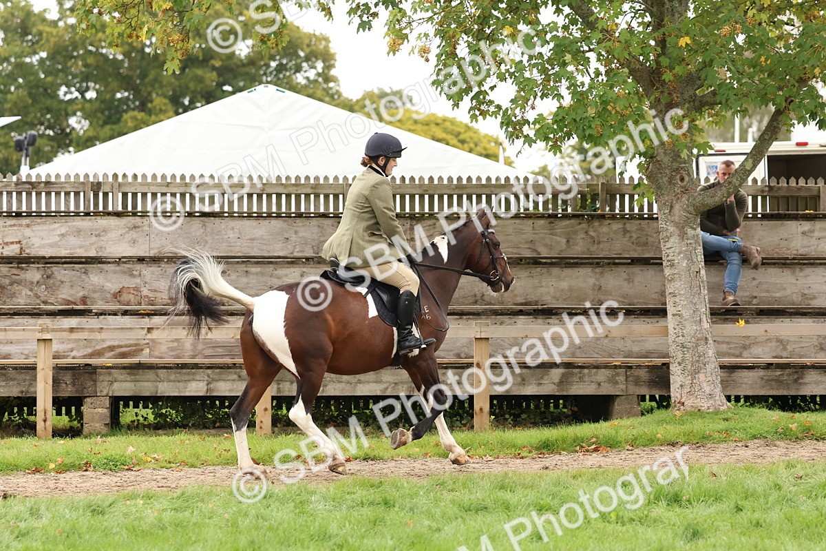SBM_59938 - S36 - Rehabiliated Rescue Horse & Pony In Hand & Ridden