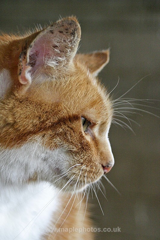 Ginger Cat - Cats