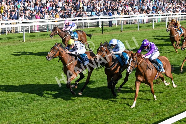 160525-Race 7-Delicacy-7442 - Race 7 5.30pm Yorkshire Equine Practice Handicap