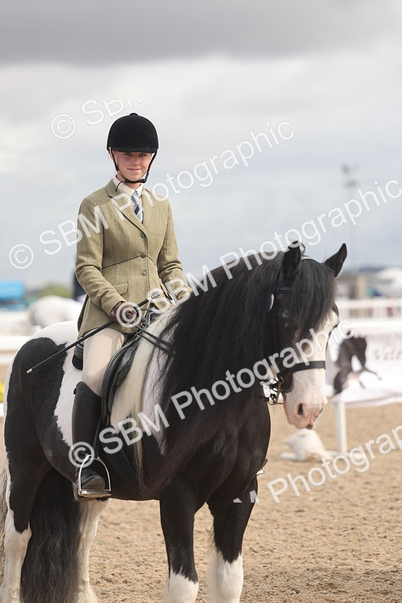 SBM_04438 - Class 18 - Handsomest Gelding (IH or Ridden)
