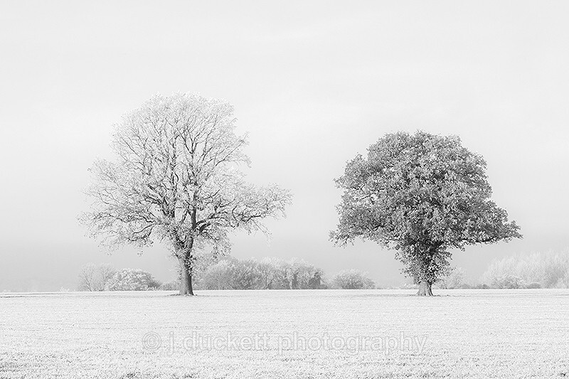 Black Tree White Tree