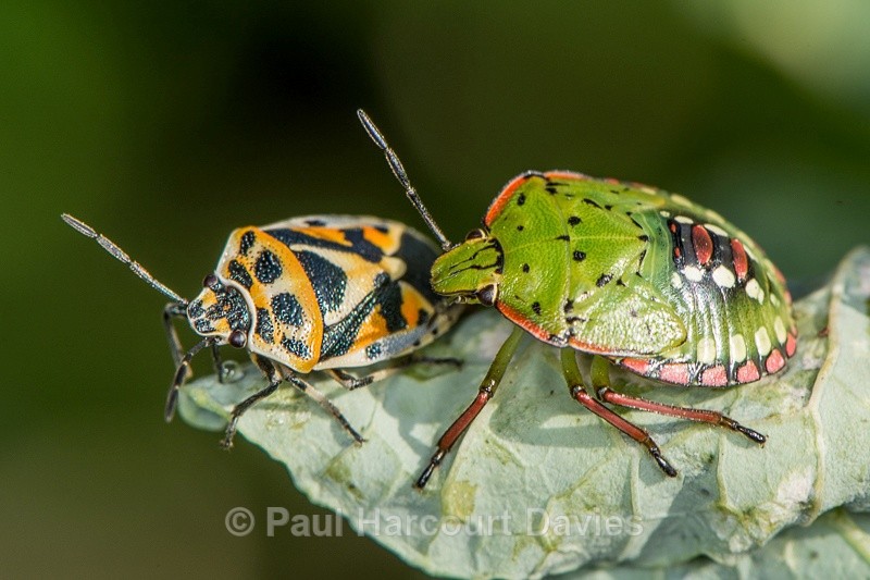  - Bugs: Macro insects