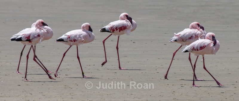 Lesser Flamingo strutting - Namibia 2022