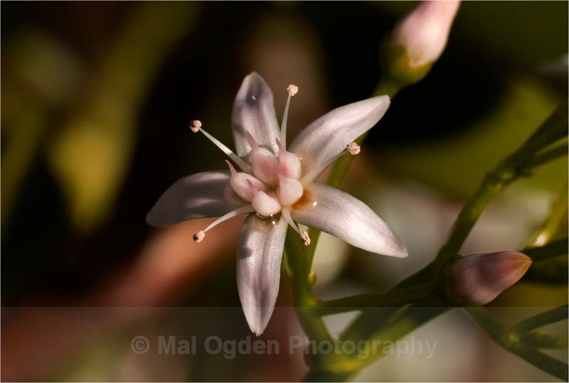 Money Plant (Crassula ovata) - Flora & Fauna