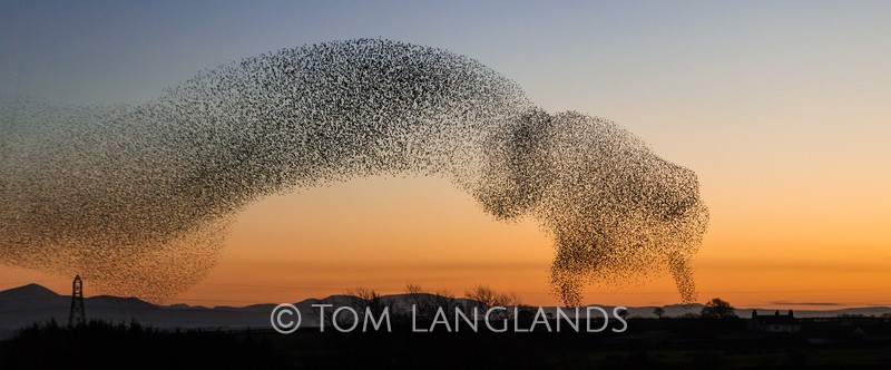 Starlings - Starlings and Murmurations