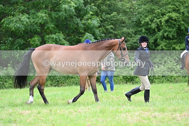 WJ7_4132 - Class 14A Handsome Gelding