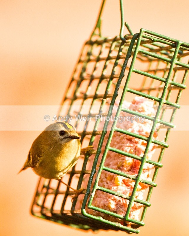 20110308-IMG_1853 - Wren & Goldcrest