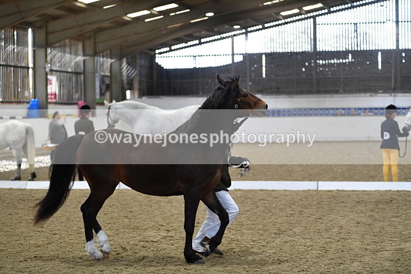 WJ5_4379 - Class 6 In hand M&M - Large Breeds