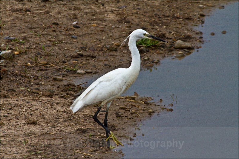 Large Egret - Flora & Fauna