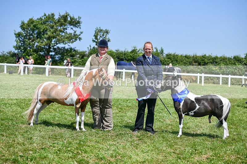 DSC_7297 - Miniature Horse Championship