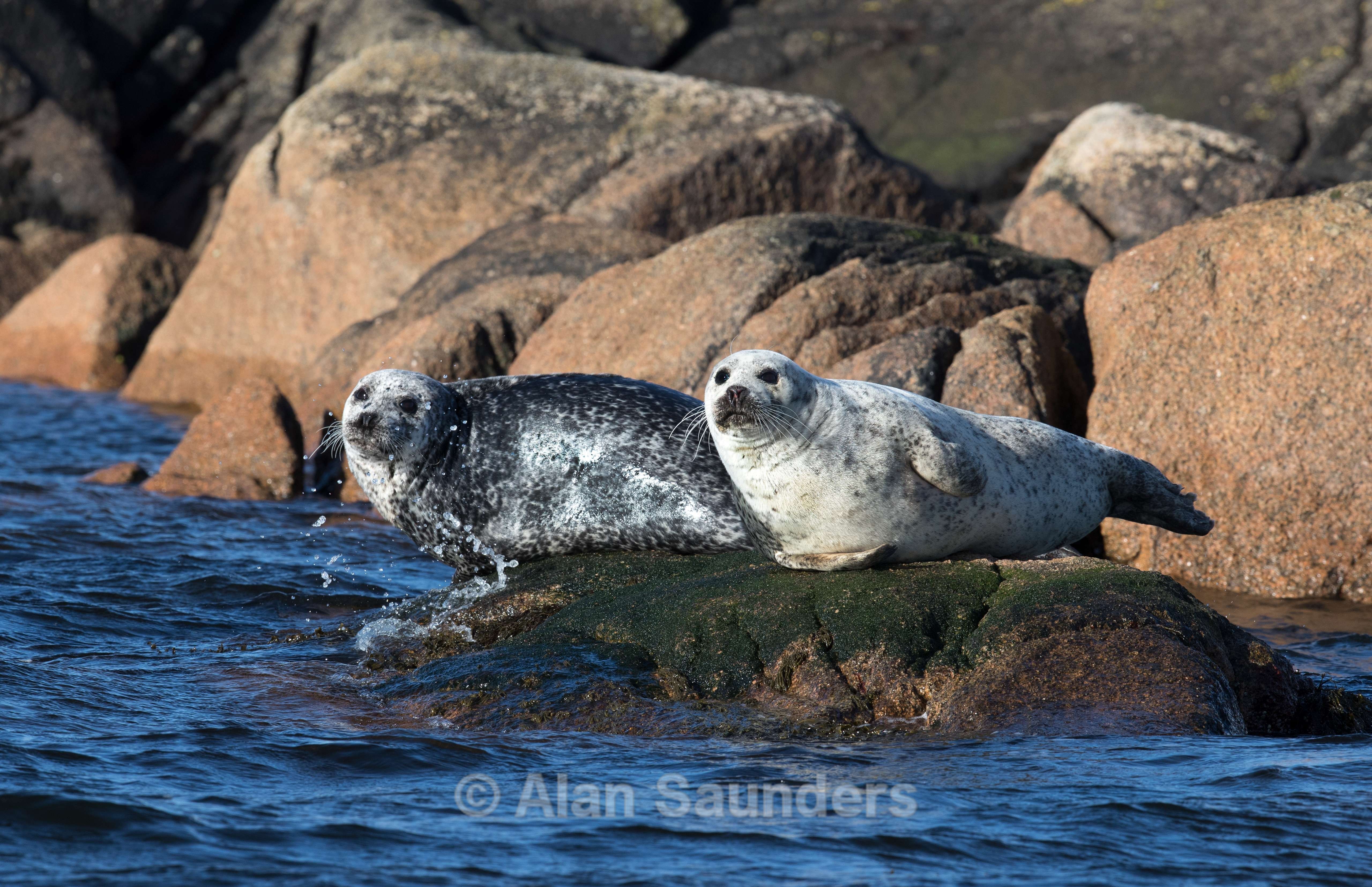 Common Seal 13