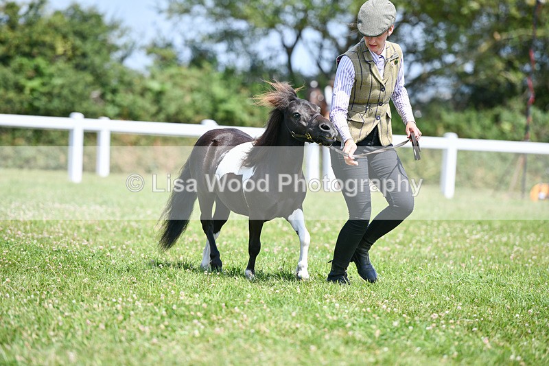 DSC_7384 - Class 62: Coloured Pony Youngstock