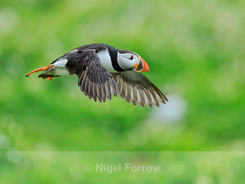Puffin taking off, Farne Islands - Puffin