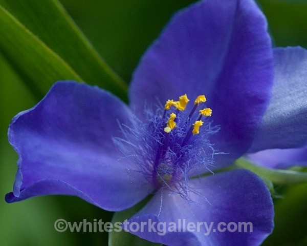China Blue - Up Close !