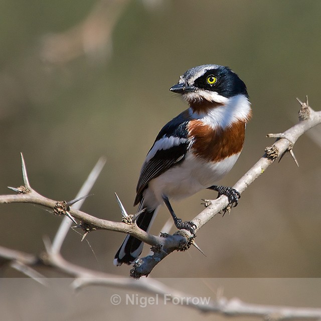 Chinspot Batis (female) perched on a thorny branch - Chinspot Batis