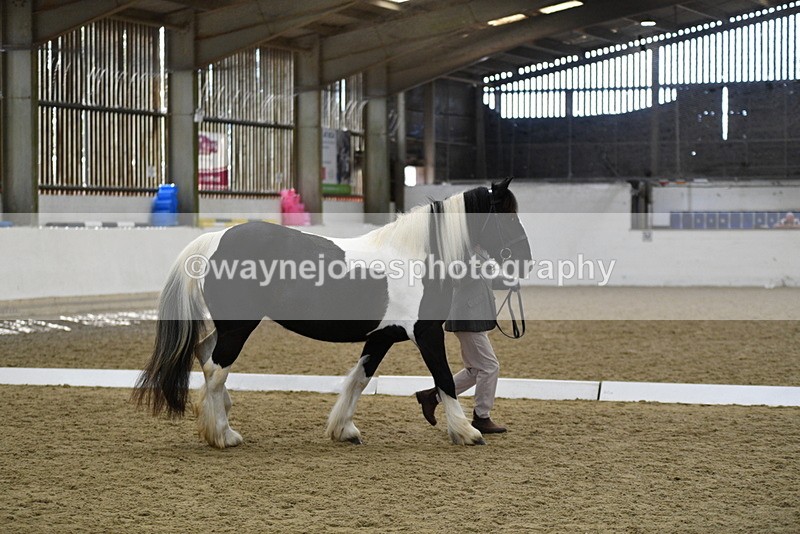 WJ5_4982 - Class 7 In hand coloured / odd coloured