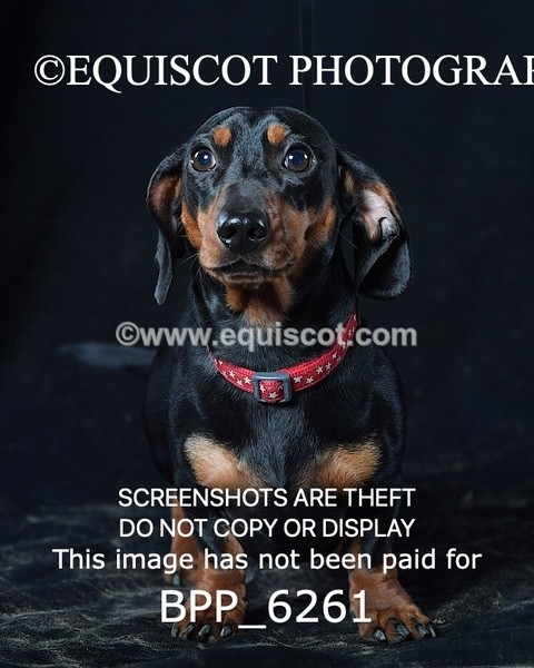 BPP_6261 - LESLEY GRANGER DOGS