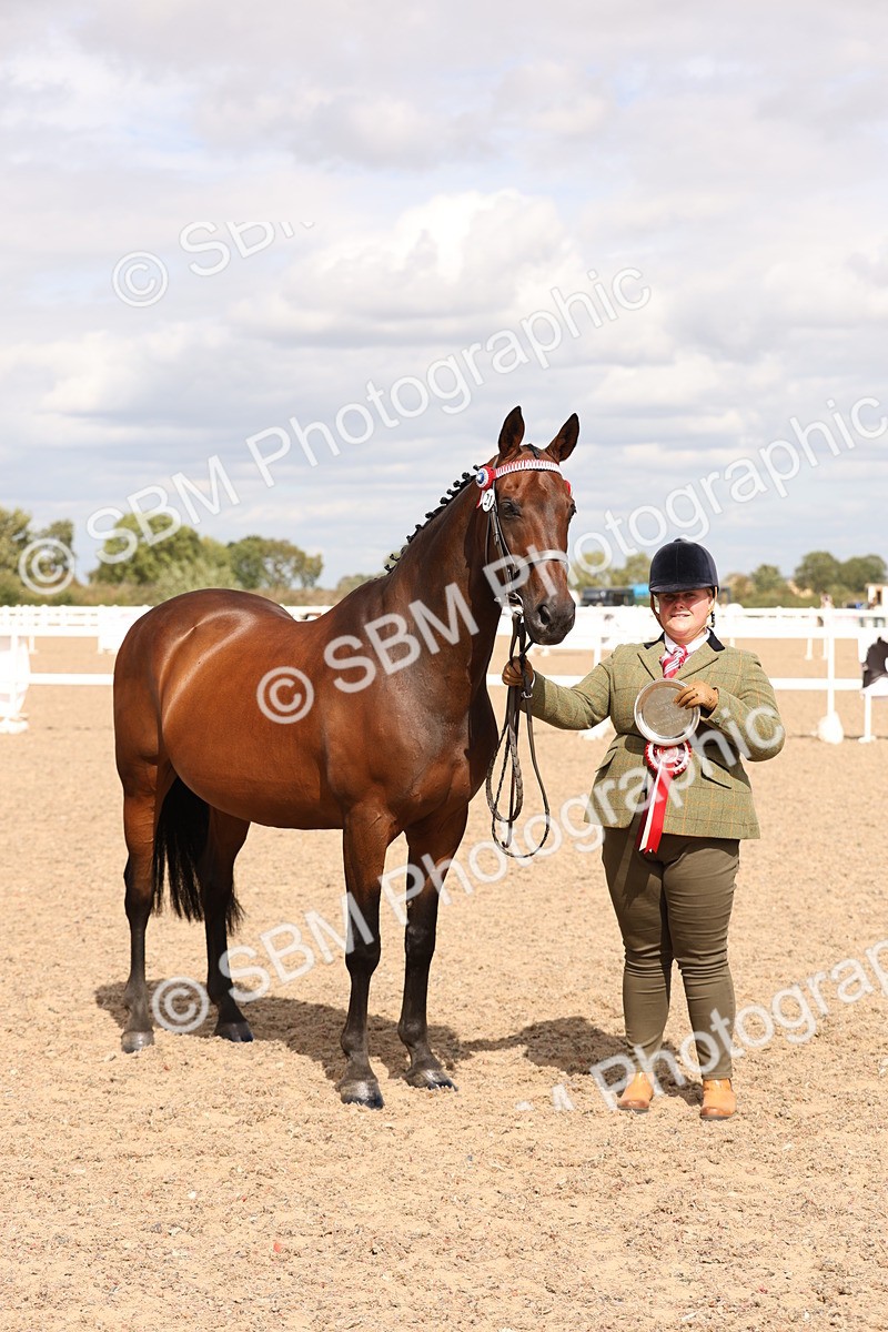 SBM_15400 - Class 210- IH Show Horse