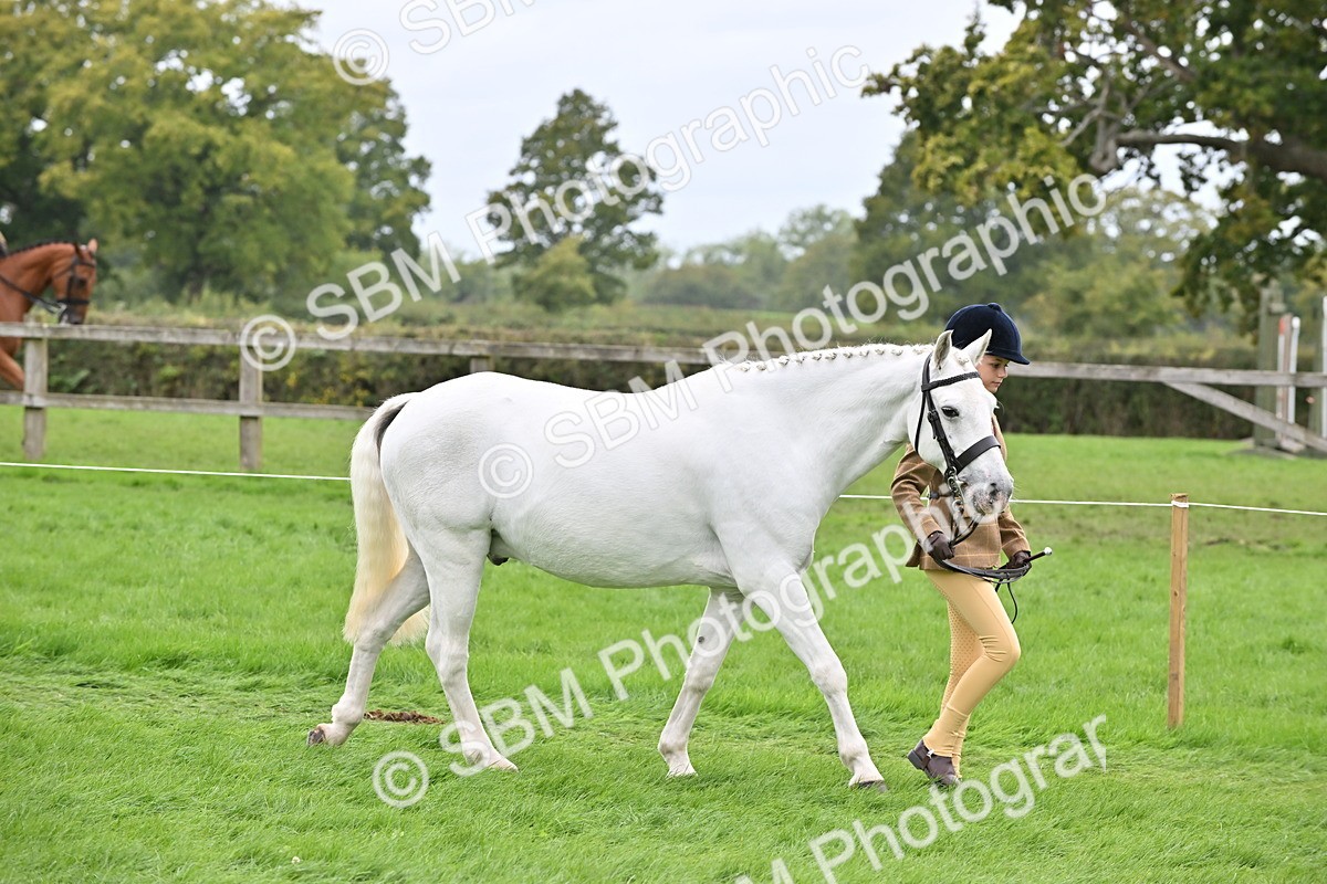 SBM_64928 - S50 - Show Pony & Show Hunter Pony In Hand