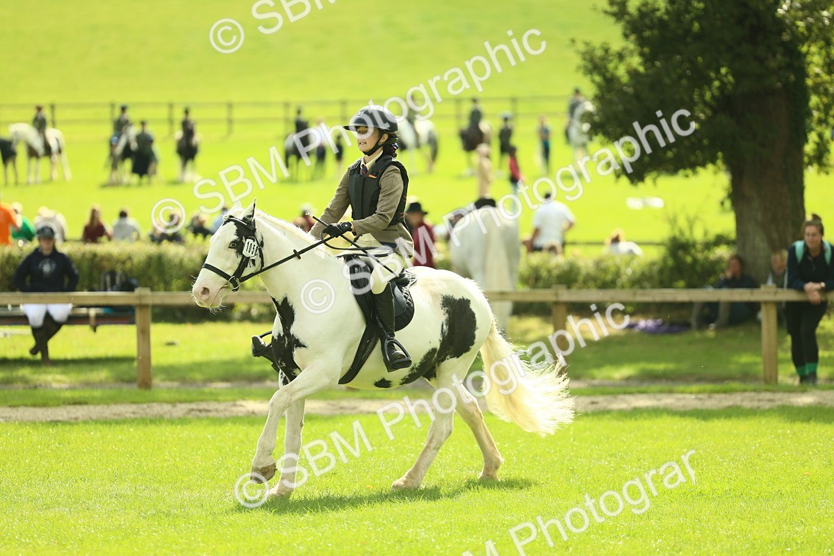 SBM_44701 - S31 - Working Hunter Pony