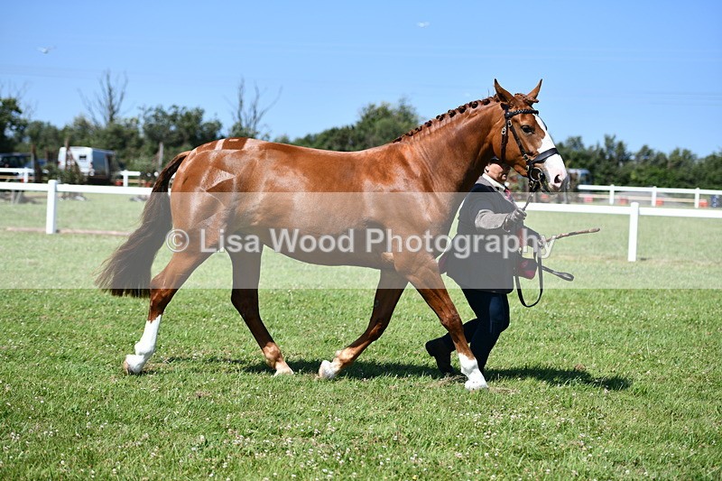 DSC_6862 - Class 57: Hunter/Riding Horse/Hack 1, 2 & 3 yr olds