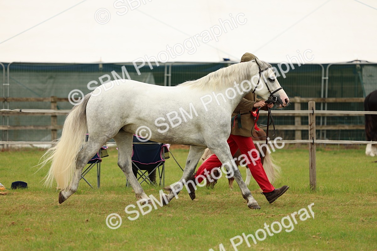 SBM_04301 - Class 64-67 - Shetland Pony In Hand
