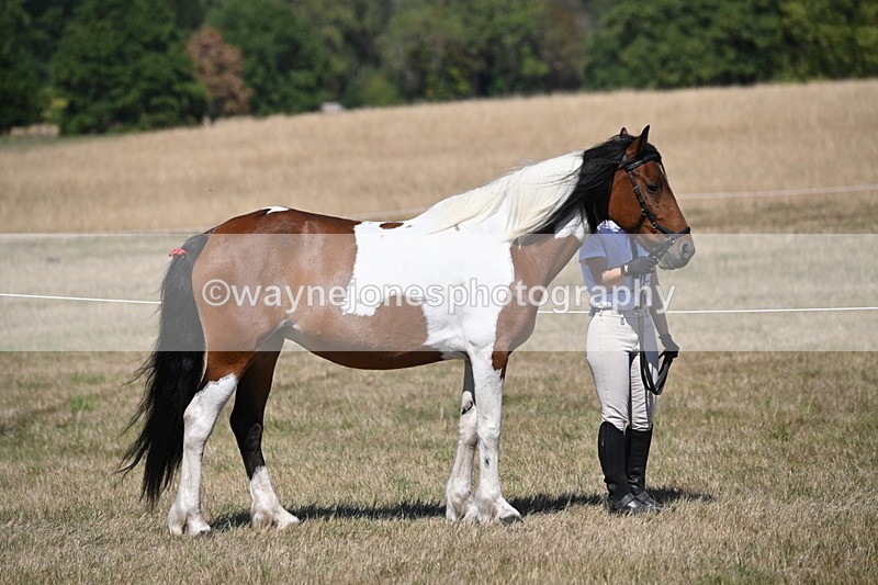 WJ6_8577 - Class 37b Best Loan Pony In-hand